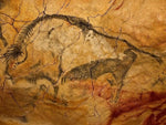 Schädel Bison priscus aus dem Pleistozän