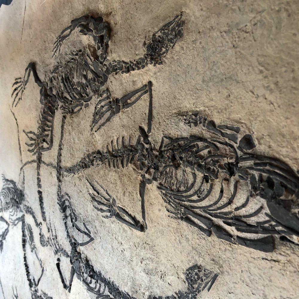 World-Unique Five-Specimen Claudiosaurus germaini Fossil Plate - Upper ...