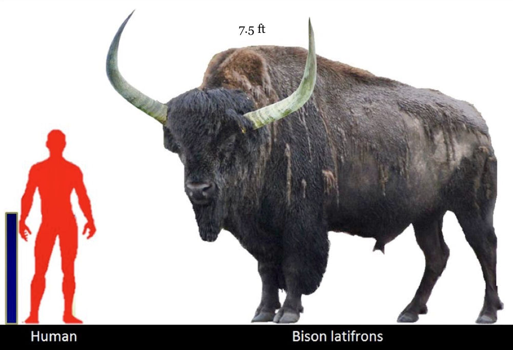 Schädel Bison priscus aus dem Pleistozän