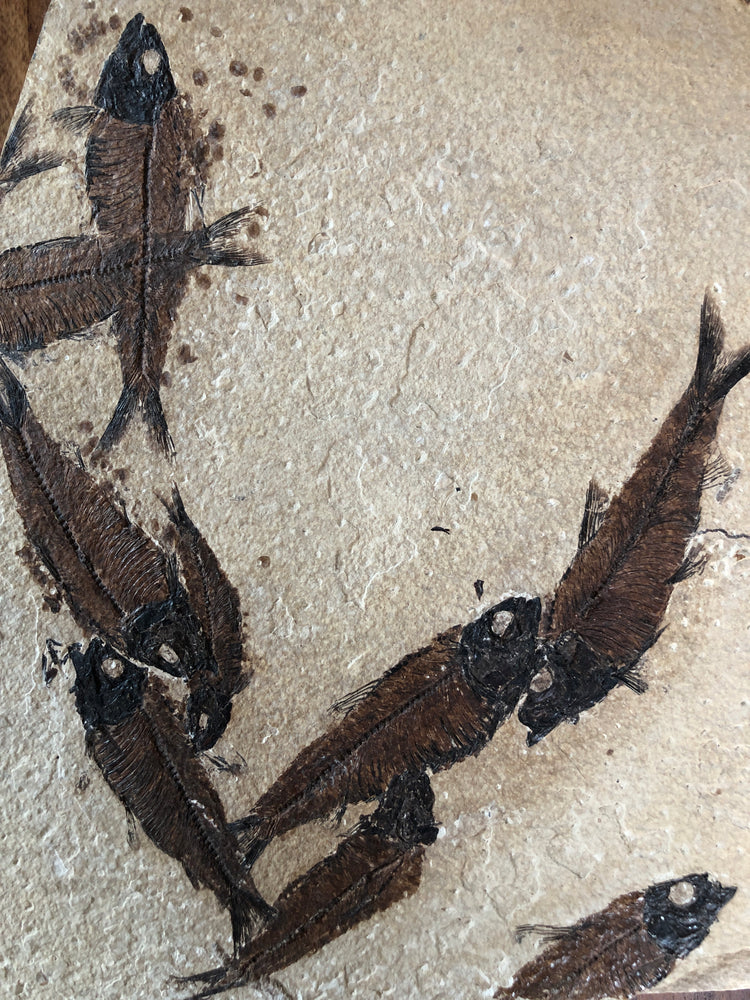 Knightia Multiplate Massensterben aus dem Eozän