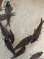 Knightia Multiplate Massensterben aus dem Eozän