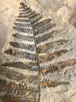 Farn Pecopteris sp. aus dem Perm