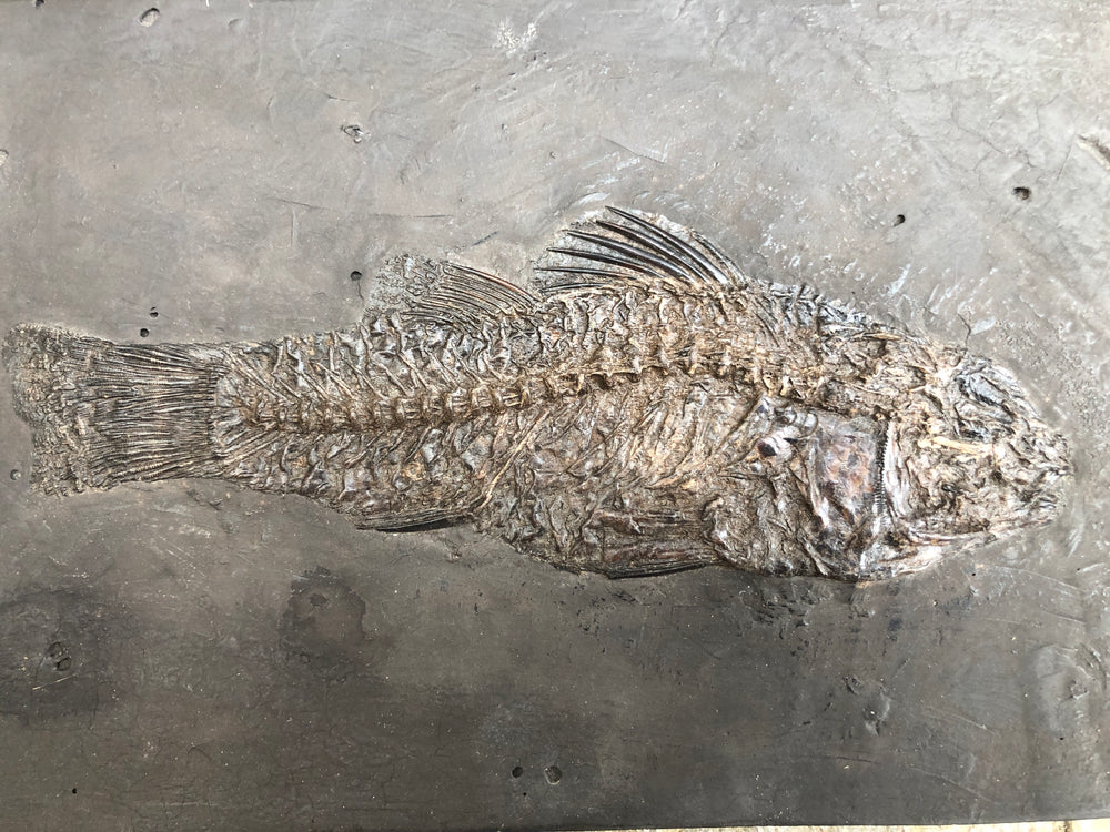 Barsch Amphiperca aus dem Eozän von Messel