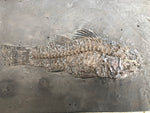 Barsch Amphiperca aus dem Eozän von Messel