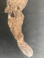 Amia kehreri aus dem Eozän von Messel