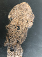 Amia kehreri aus dem Eozän von Messel