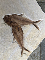 Diplomystus "auf Ewig vereint"