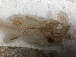 Fisch Dapalis Macrurus aus dem Oligozän