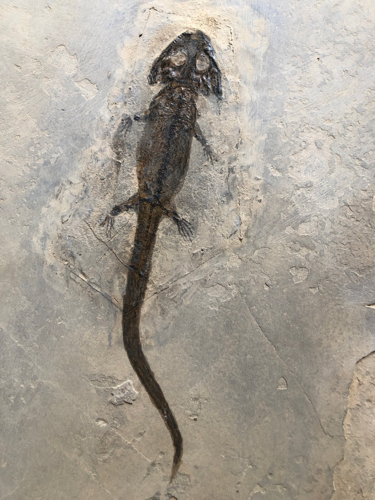 Sclerocephalus Raublurch aus dem Perm