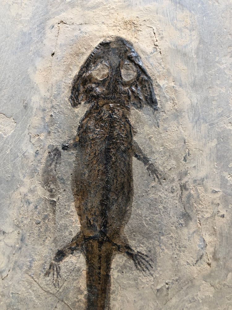 Sclerocephalus Raublurch aus dem Perm