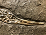 Ichthyosaurus sp. Jungtier aus dem Jura von Holzmaden