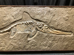 Ichthyosaurus sp. Jungtier aus dem Jura von Holzmaden