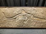 Ichthyosaurus sp. Jungtier aus dem Jura von Holzmaden