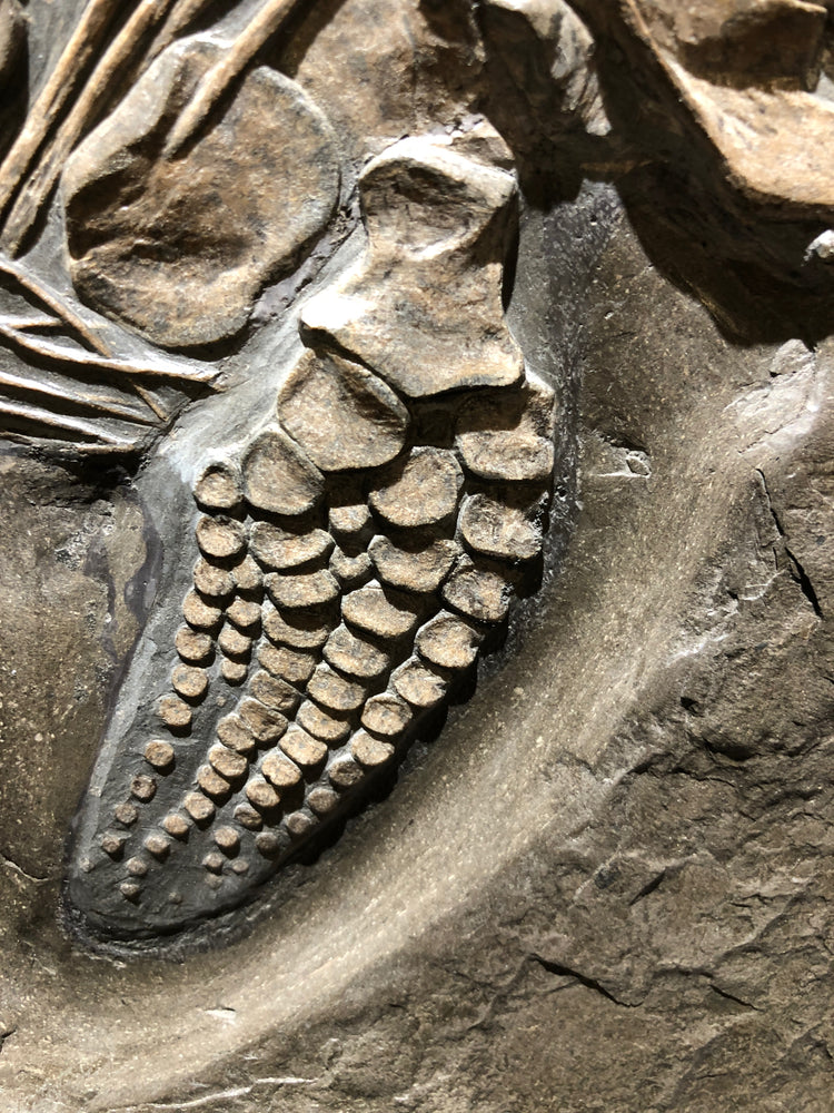 Ichthyosaurus sp. Jungtier aus dem Jura von Holzmaden