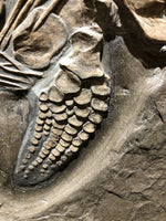 Ichthyosaurus sp. Jungtier aus dem Jura von Holzmaden