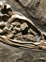Ichthyosaurus sp. Jungtier aus dem Jura von Holzmaden
