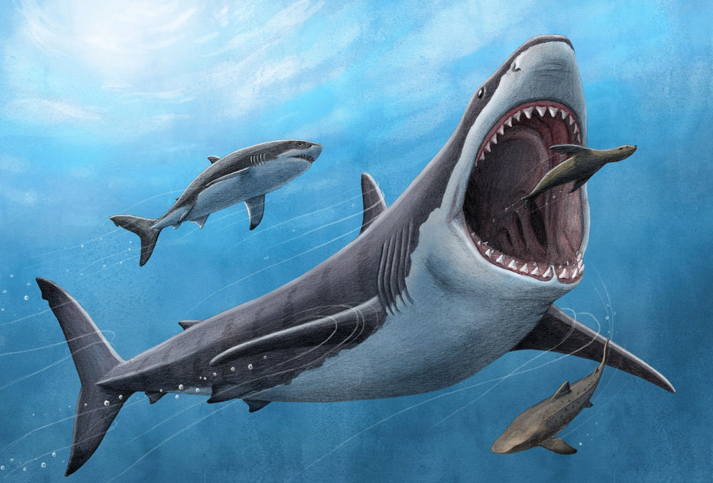 Zahn Megalodon Riesenhai aus dem Pliozän