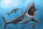 Zahn Megalodon Riesenhai aus dem Pliozän