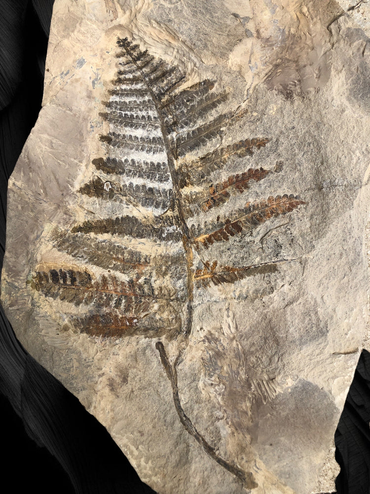 Farn Pecopteris sp. aus dem Perm