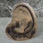 Claudiosaurus germaini aus dem Perm