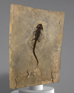 Sclerocephalus Raublurch aus dem Perm