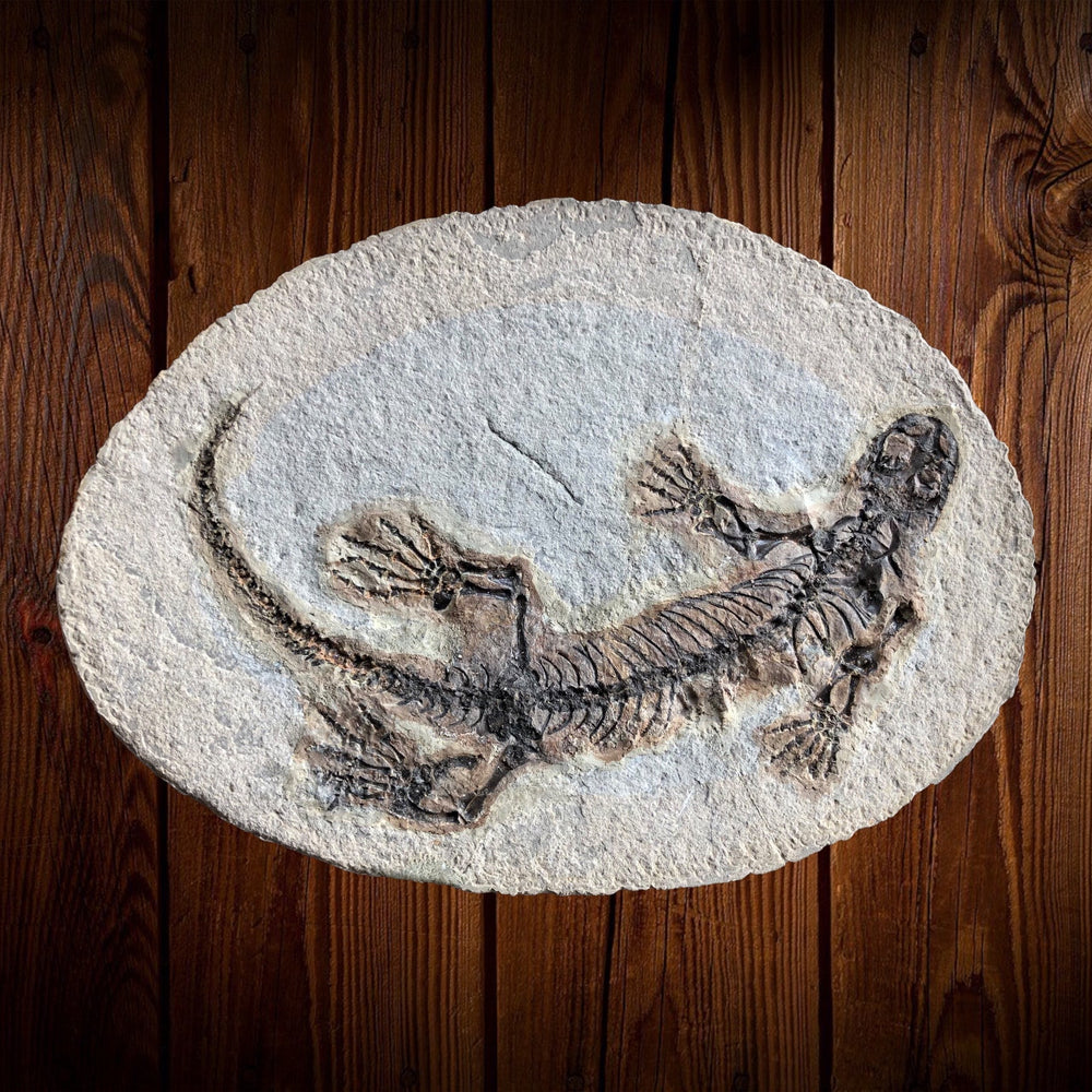 Barasaurus besairiei Reptil aus dem Perm
