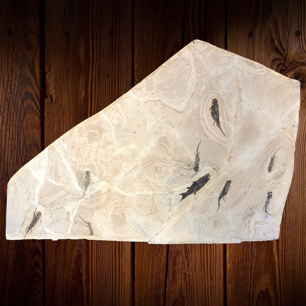 Branchiosaurus und Paramblypterus aus dem Perm
