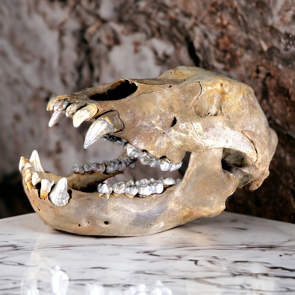 Höhlenbär Ursus spelaeus aus dem Pleistozän