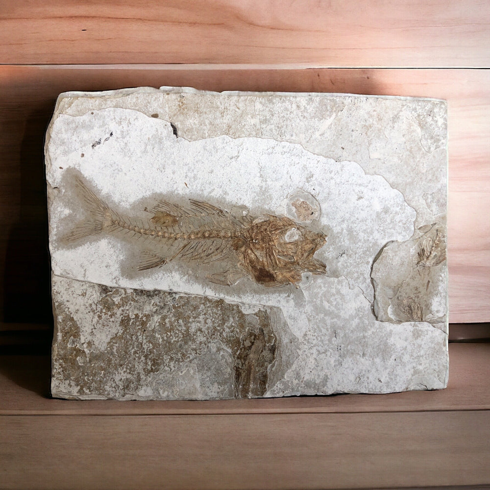 Fisch Dapalis Macrurus aus dem Oligozän
