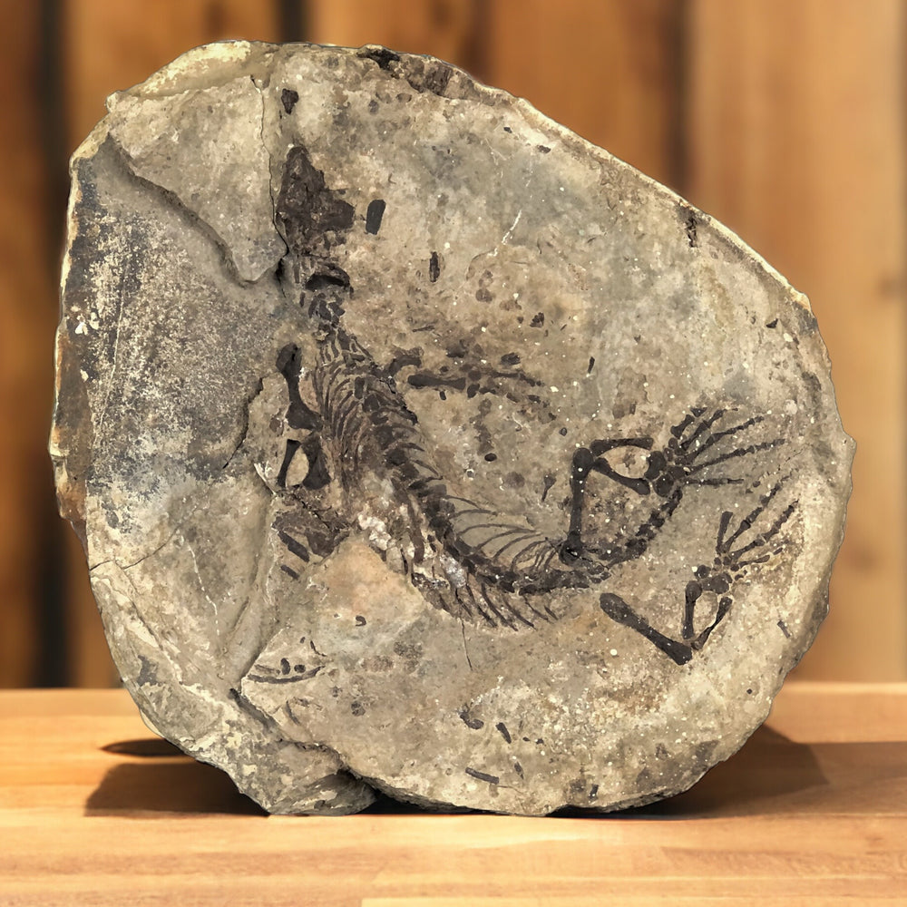 Barasaurus besairiei aus dem Perm