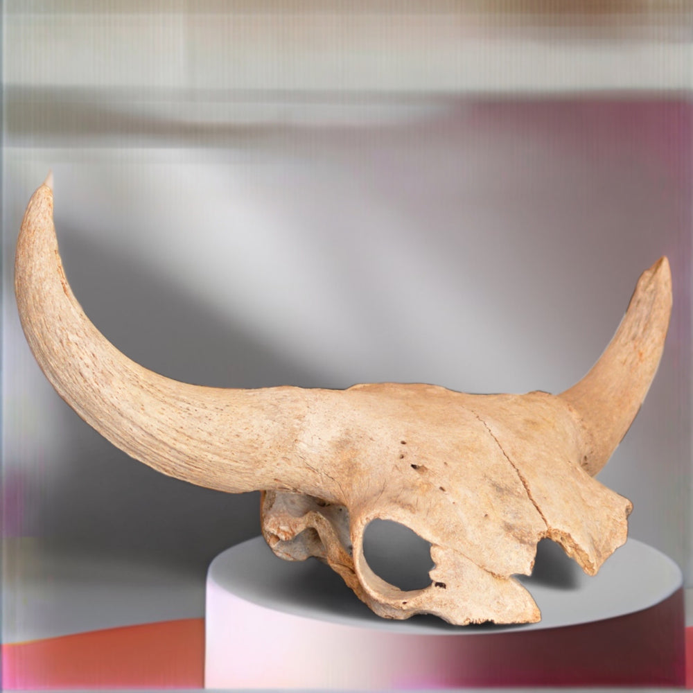Schädel Bison priscus aus dem Pleistozän