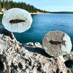 Fisch Knightia im Doppelpack aus dem Eozän