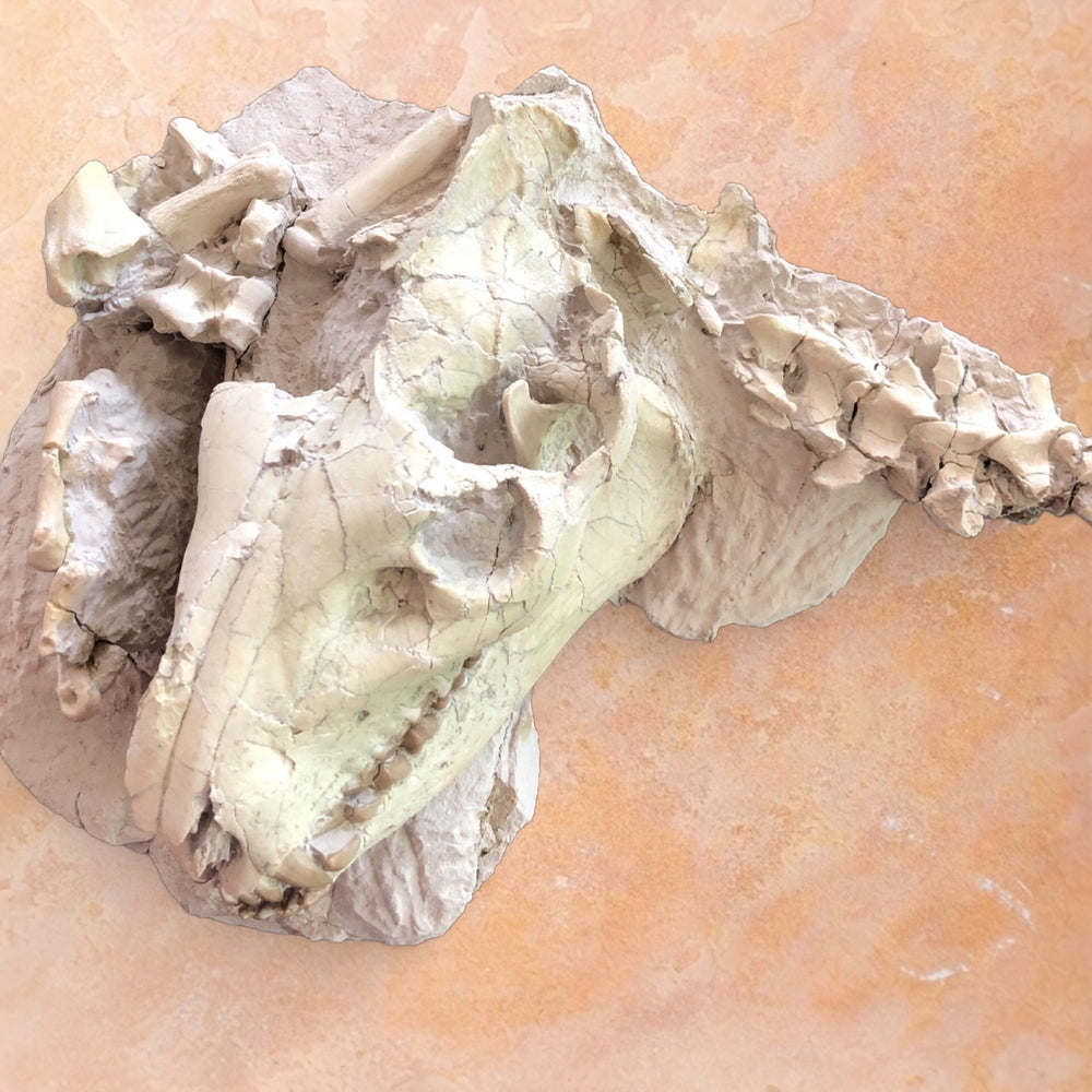 Oreodont Säugetier aus dem Oligozän