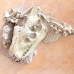 Oreodont Säugetier aus dem Oligozän