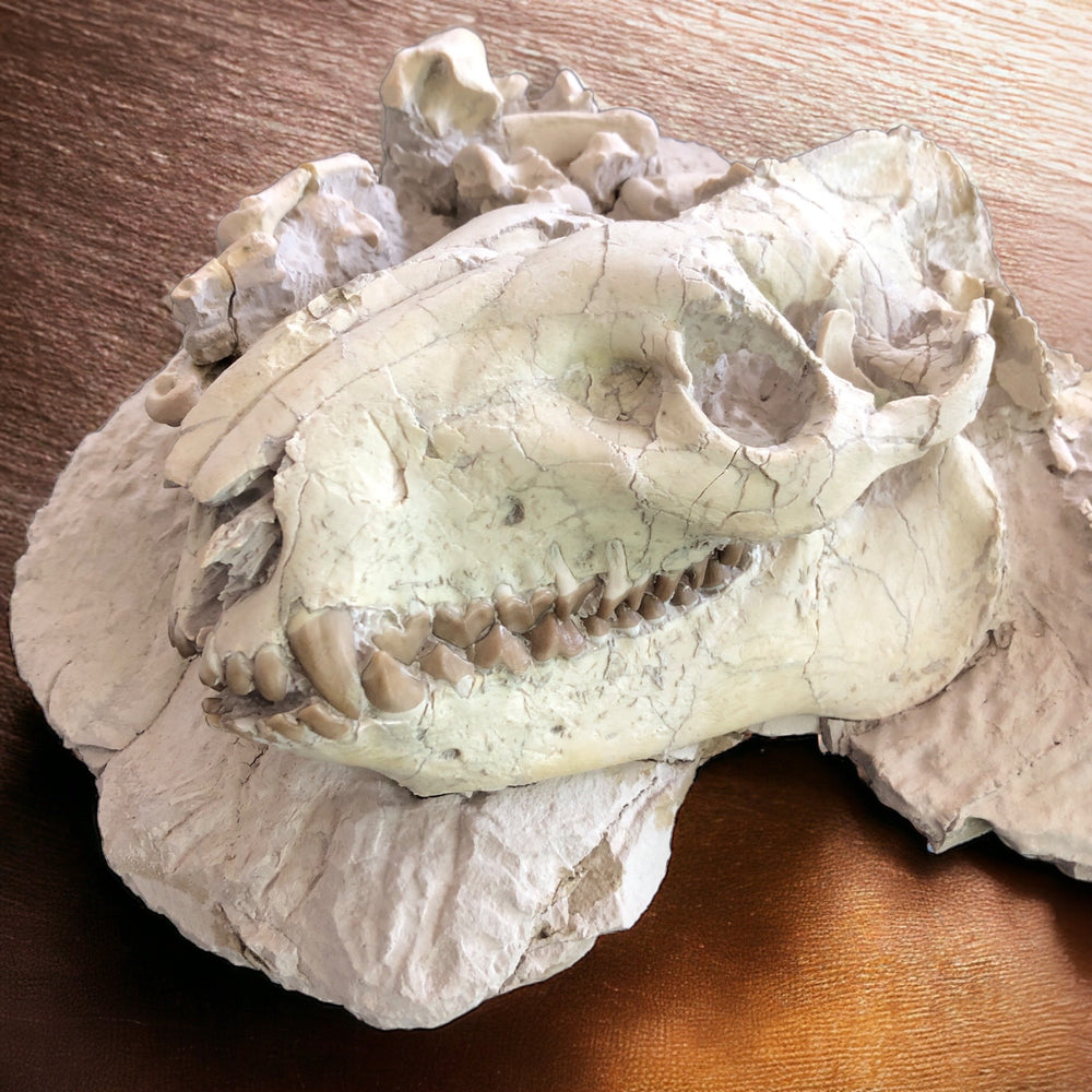 Oreodont Säugetier aus dem Oligozän