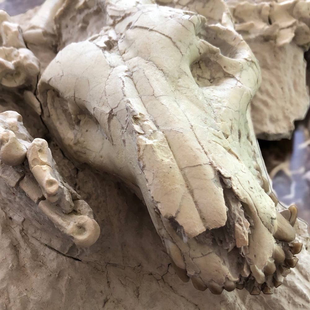 Oreodont Säugetier aus dem Oligozän