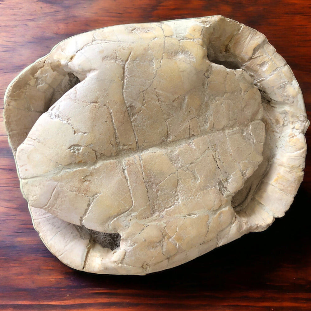 Turtle Schildkröte aus dem Oligozän