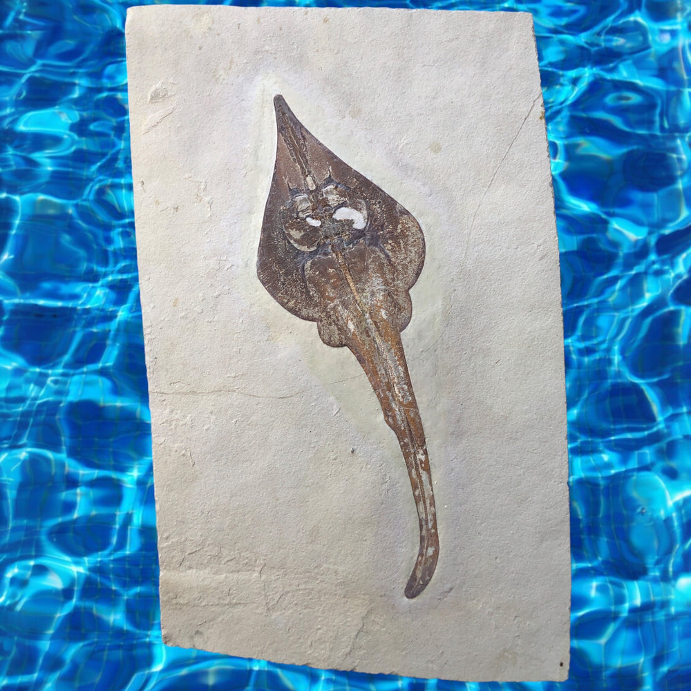 Rochen Violin Ray aus der Kreidezeit