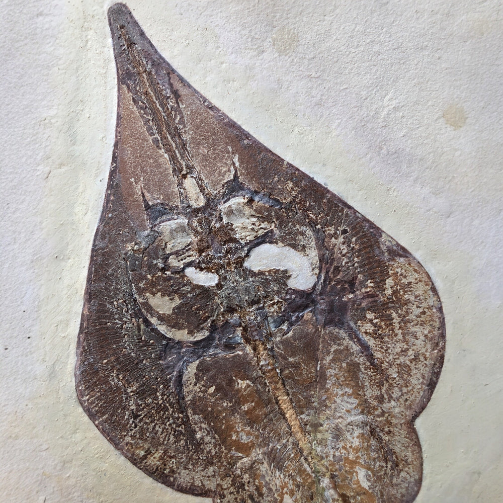 Rochen Violin Ray aus der Kreidezeit