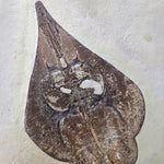 Rochen Violin Ray aus der Kreidezeit
