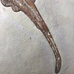 Rochen Violin Ray aus der Kreidezeit