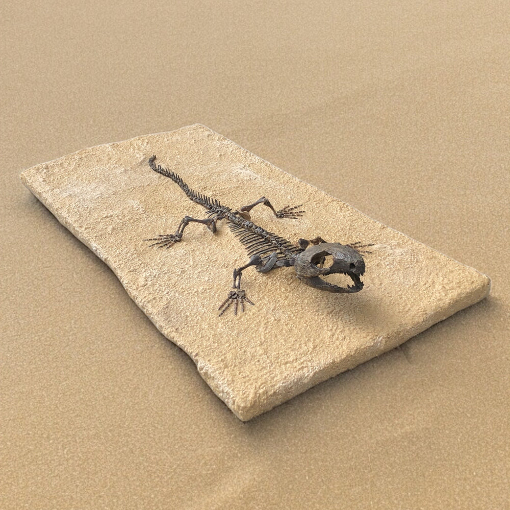 Reptil Captorhinus Aguti aus dem Perm