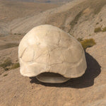 Turtle Schildkröte aus dem Oligozän