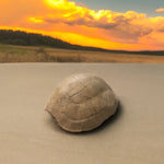 Turtle Schildkröte aus dem Oligozän