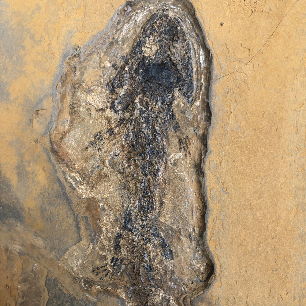 Sclerocephalus mit Hauterhaltung "sehr selten"