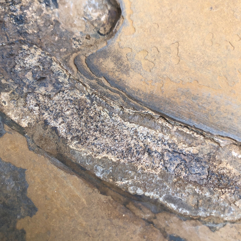 Sclerocephalus mit Hauterhaltung "sehr selten"