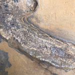 Sclerocephalus mit Hauterhaltung "sehr selten"