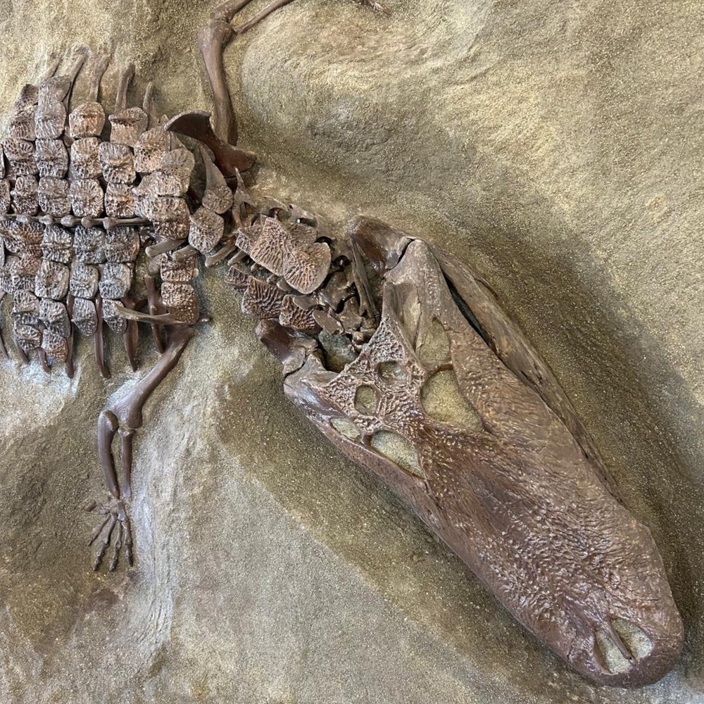 Skulptur Alligartor und Muschel aus dem Pleistozän / USA