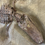 Skulptur Alligartor und Muschel aus dem Pleistozän / USA