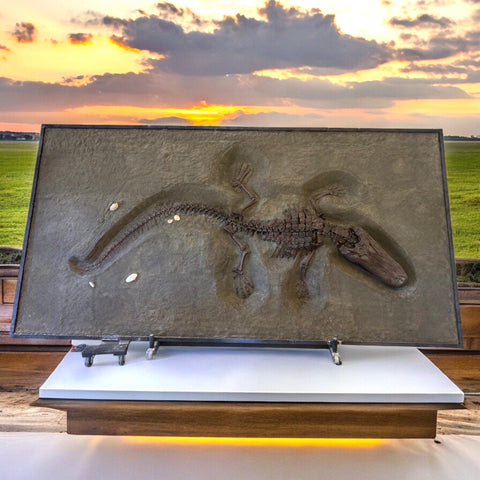 Alligator aus dem Pleistozän von Florida